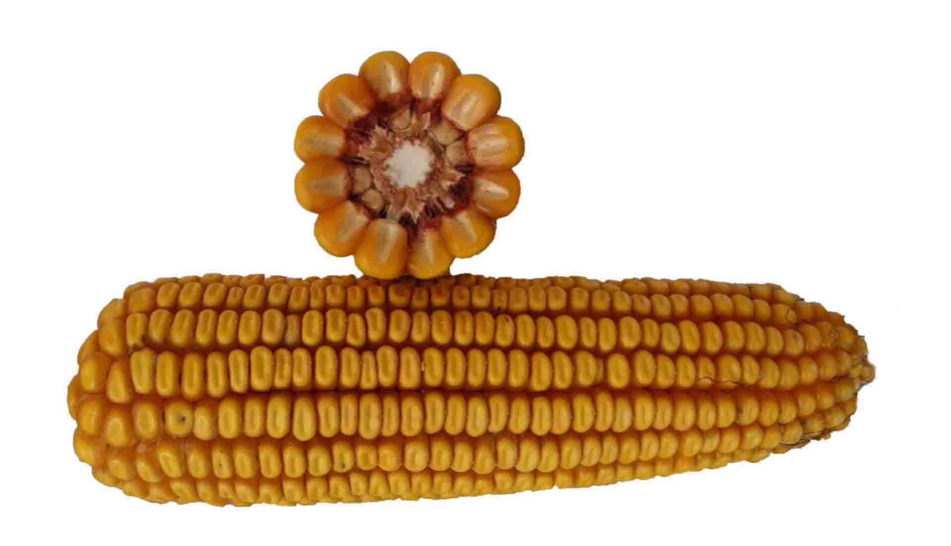 Огород: Кукуруза выращивание и уход на даче