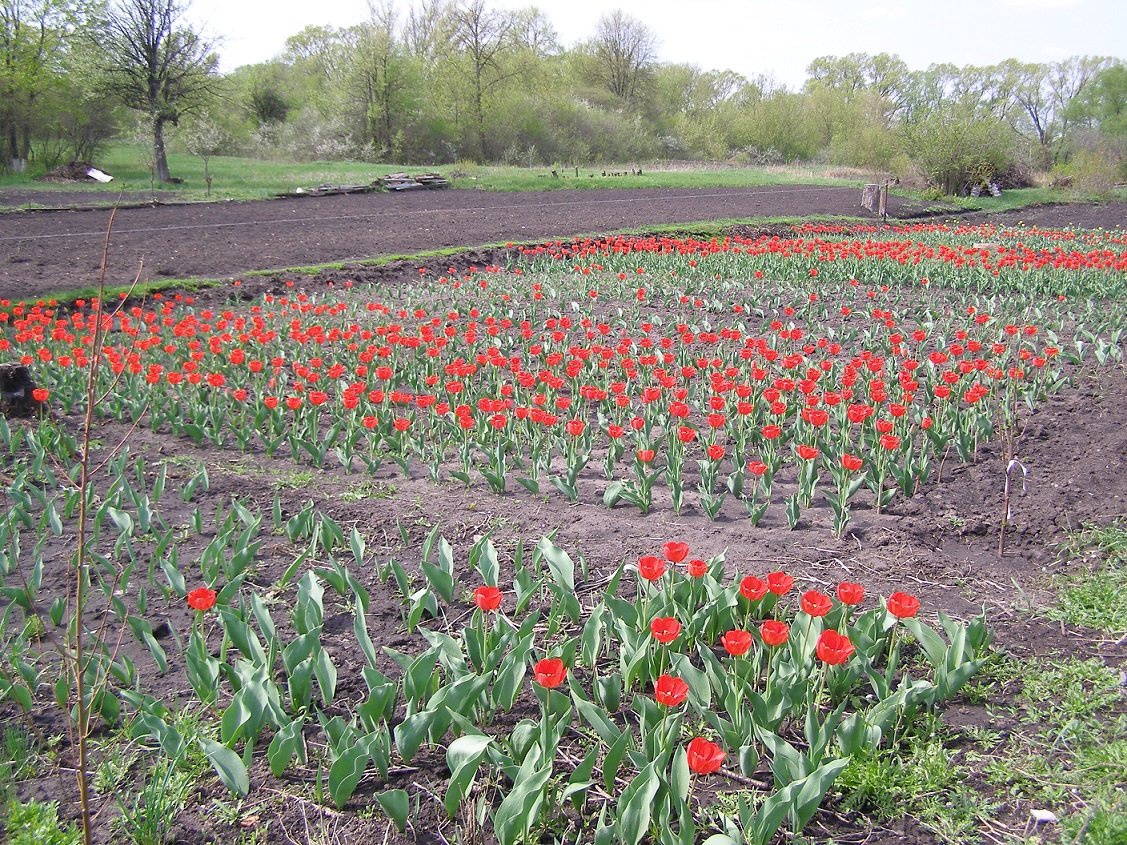 Цветы и клумбы: Как хранить луковицы тюльпанов