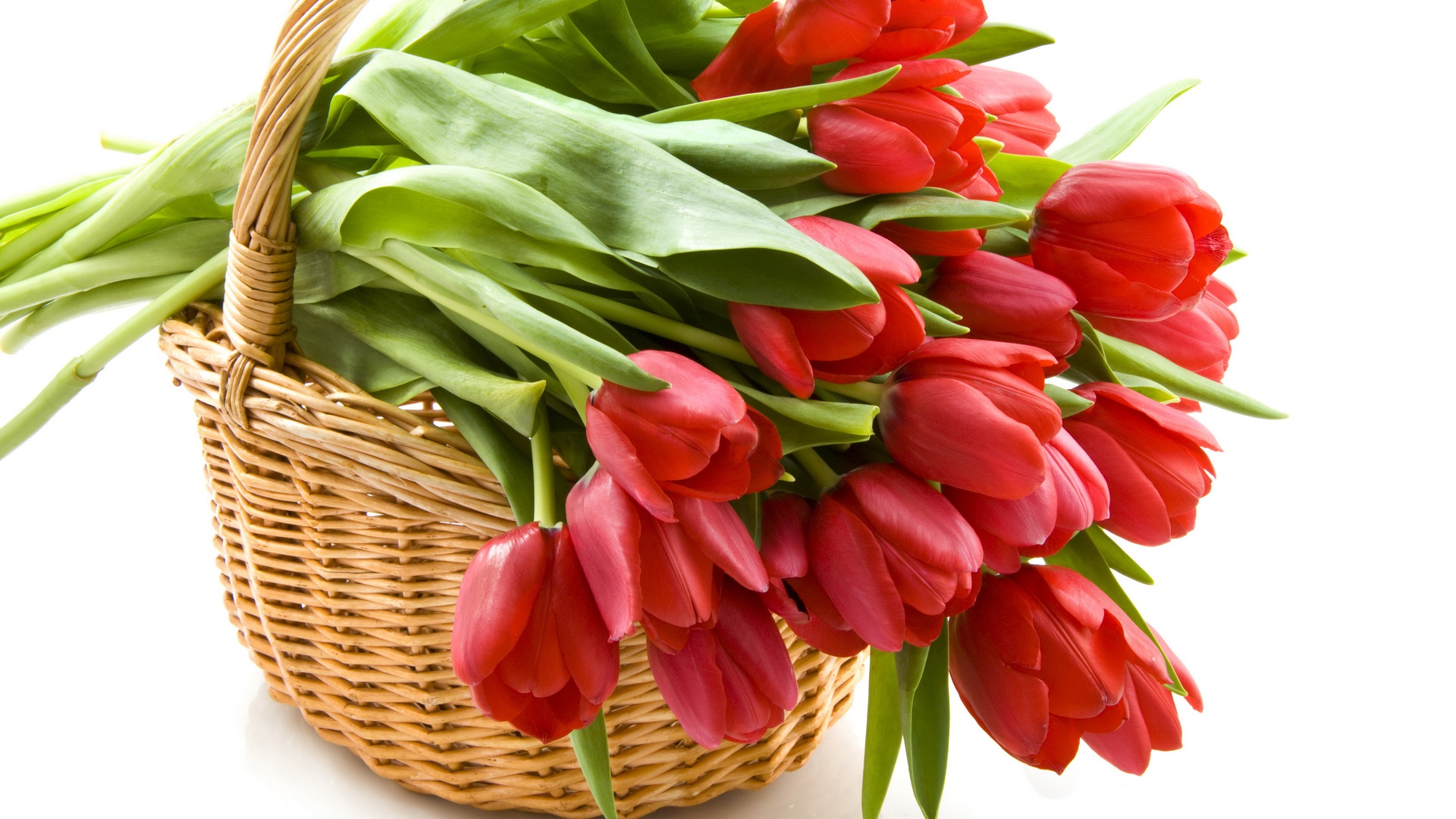 Цветы и клумбы: Как хранить луковицы тюльпанов