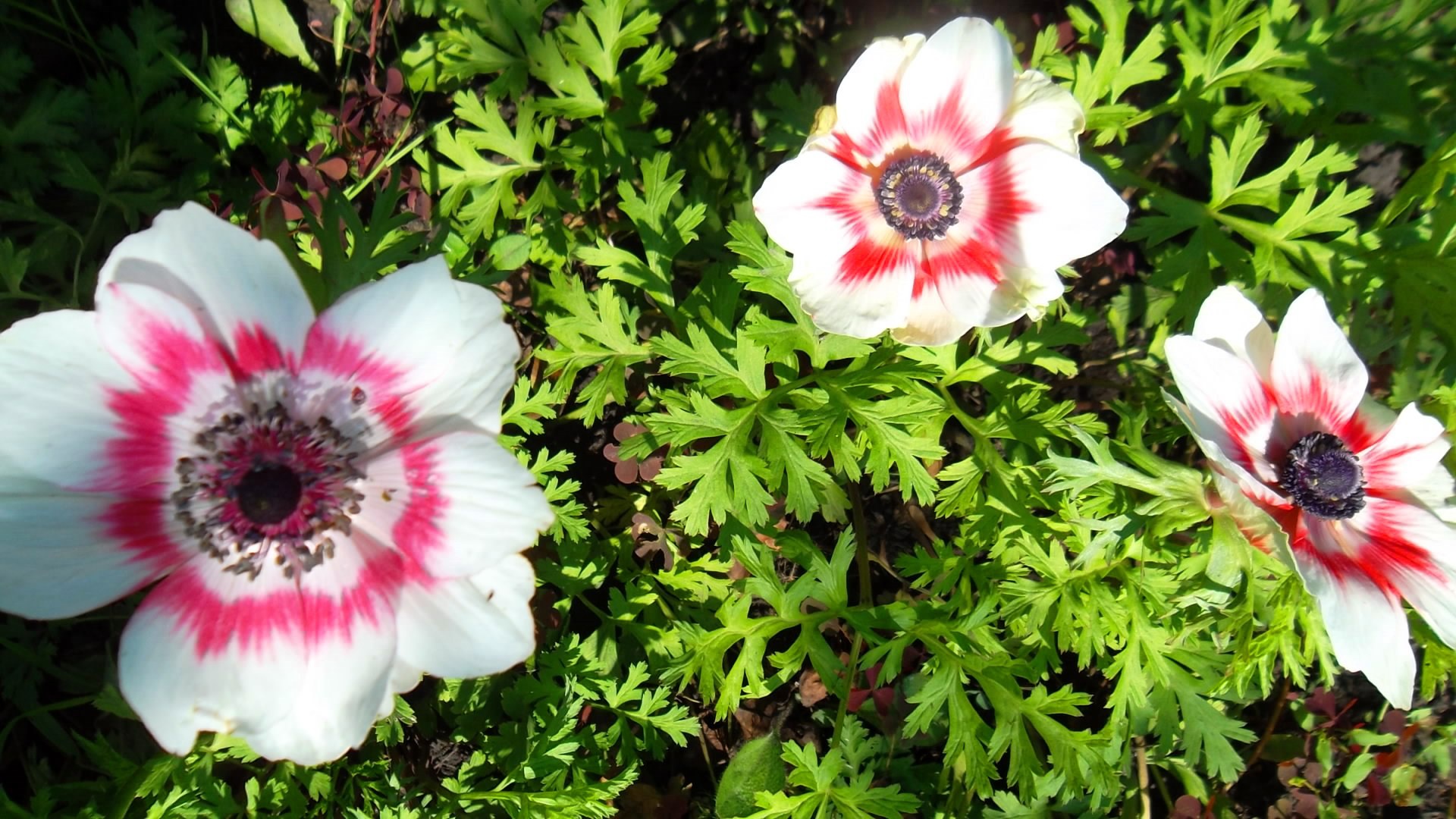Цветы и клумбы: Цветок анемона - посадка и уход