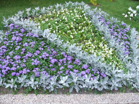 Цветы и клумбы: Многолетние цветы для клумбы на даче и в саду