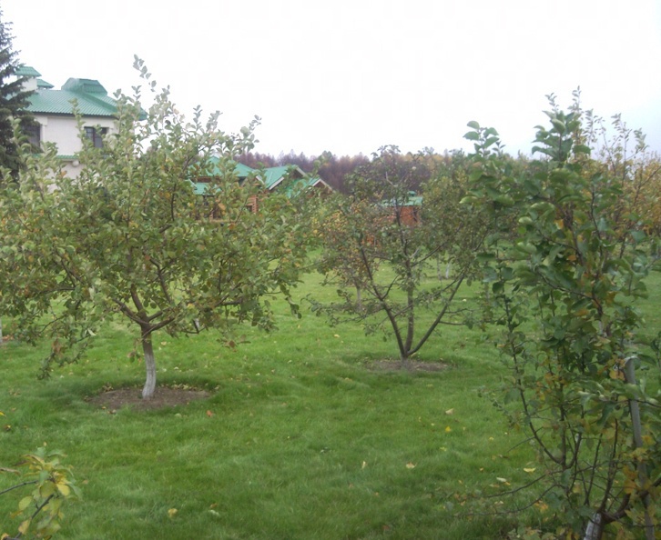 Сад: Посадка плодовых деревьев на участке