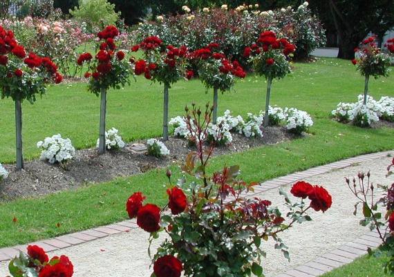 Цветы и клумбы: Как выращивать розы на даче: посадка и уход