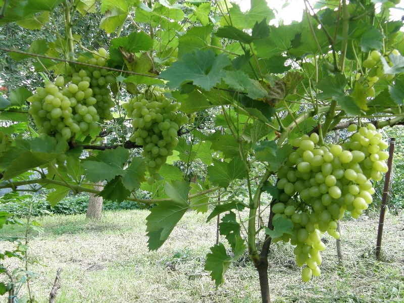 Сад: Правильная обрезка винограда