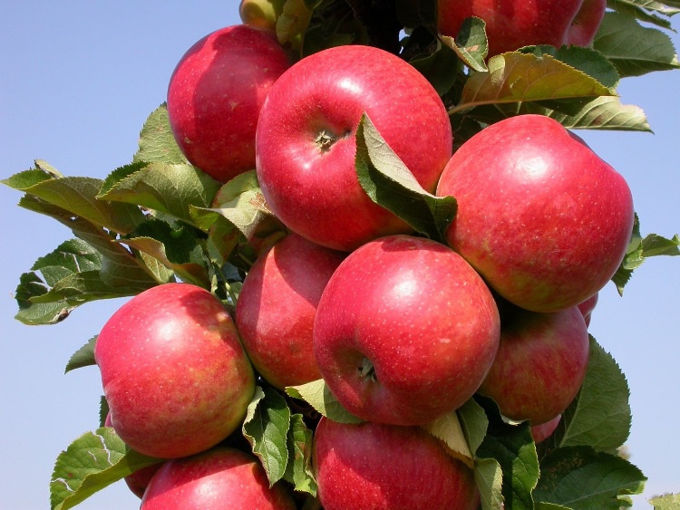 Сад: Как выбрать саженец яблони