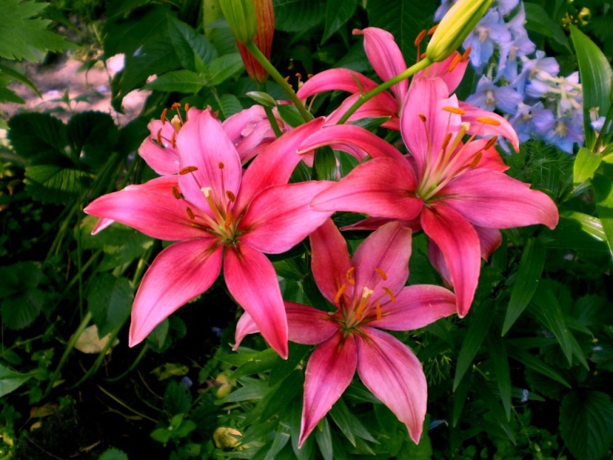 Цветы и клумбы: Лилия в саду: посадка и уход