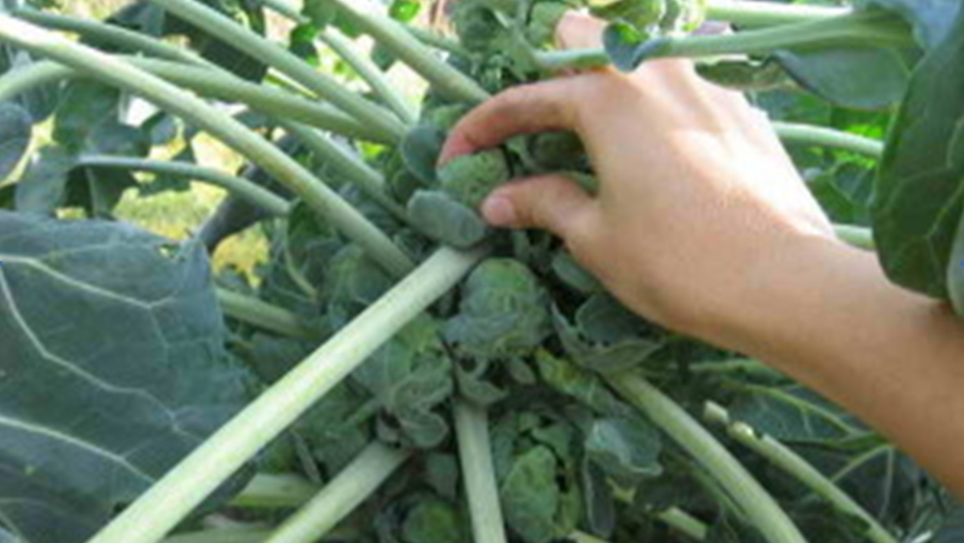 Огород: Выращивание капусты в открытом грунте