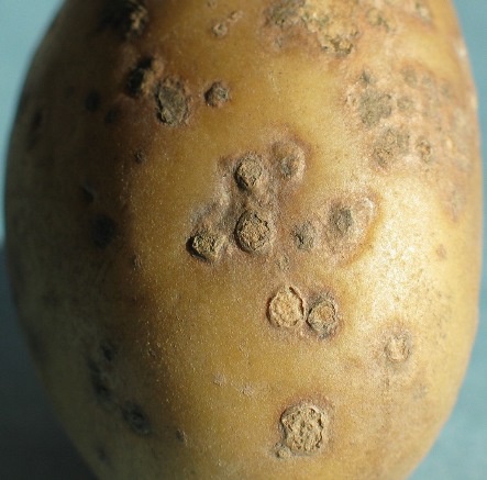 Огород: Как вырастить хороший урожай картофеля