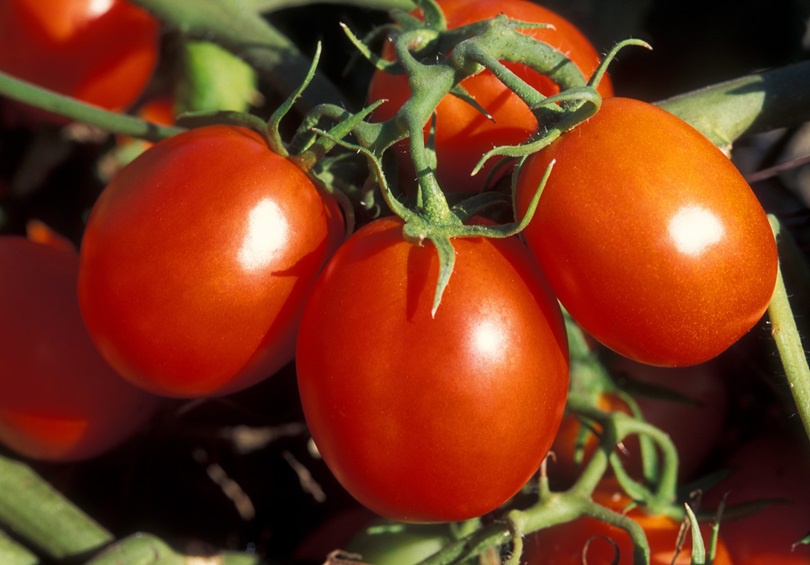 Огород: Выращивание помидоров в открытом грунте