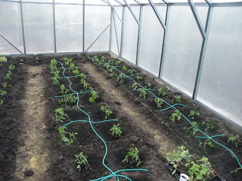 Огород: Как выращивать огурцы в теплице