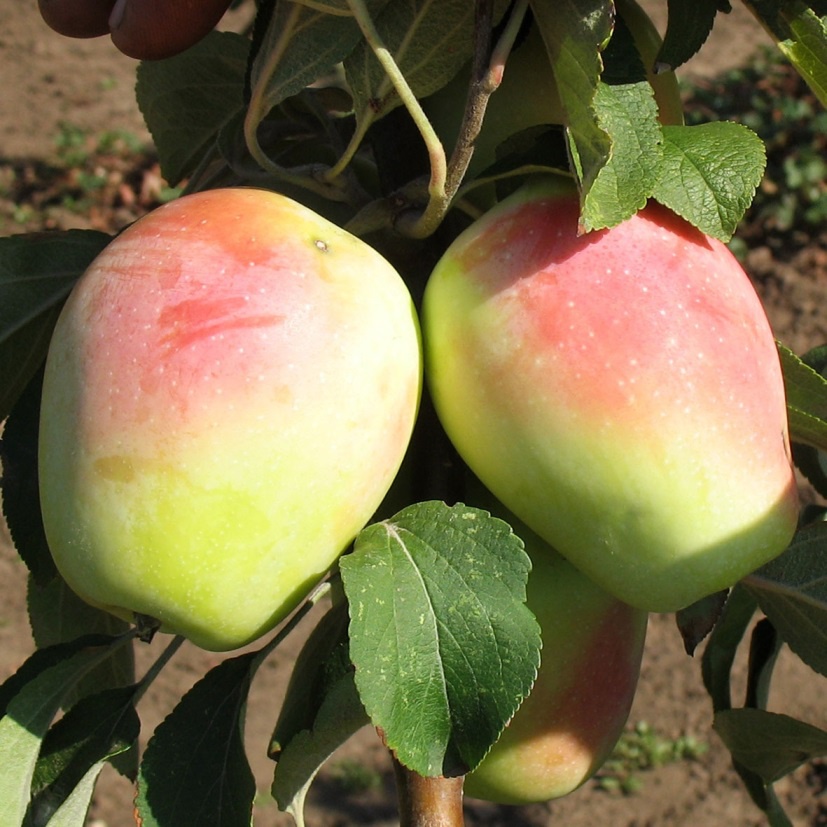 Сад: Популярные сорта яблонь и особенности их выращивания