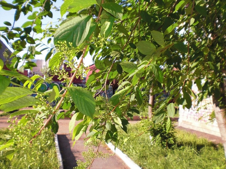 Сад: Как посадить черемуху на даче
