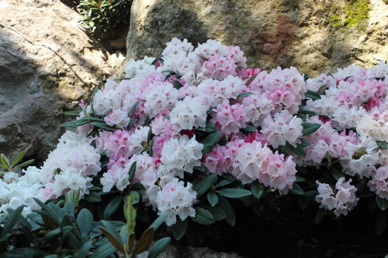 Цветы и клумбы: Рододендрон посадка и уход