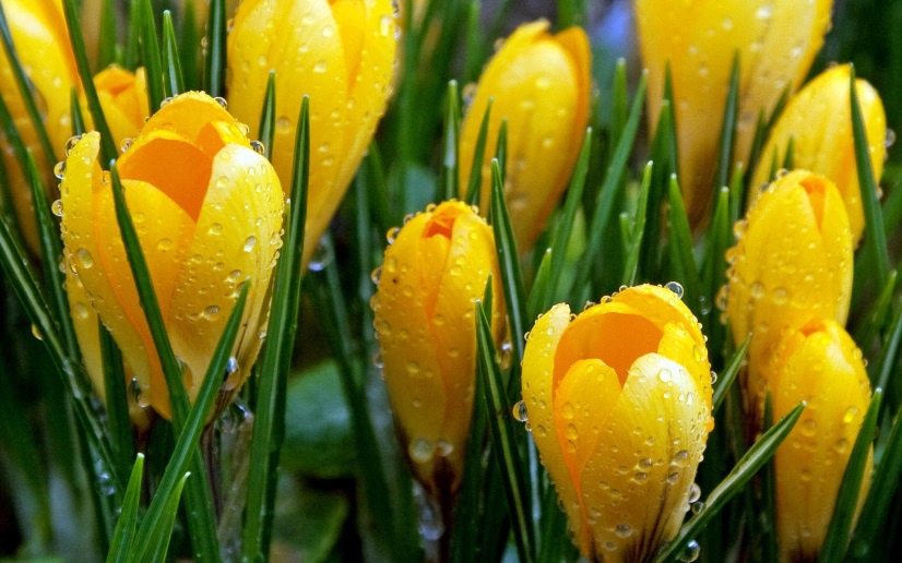 Цветы и клумбы: Желтые крокусы