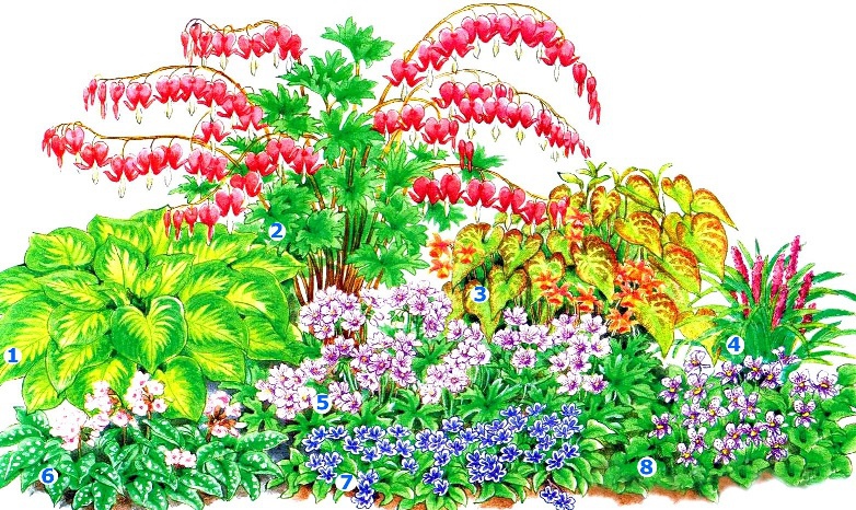 Цветы и клумбы: Схема выращивания клумб непрерывного цветения