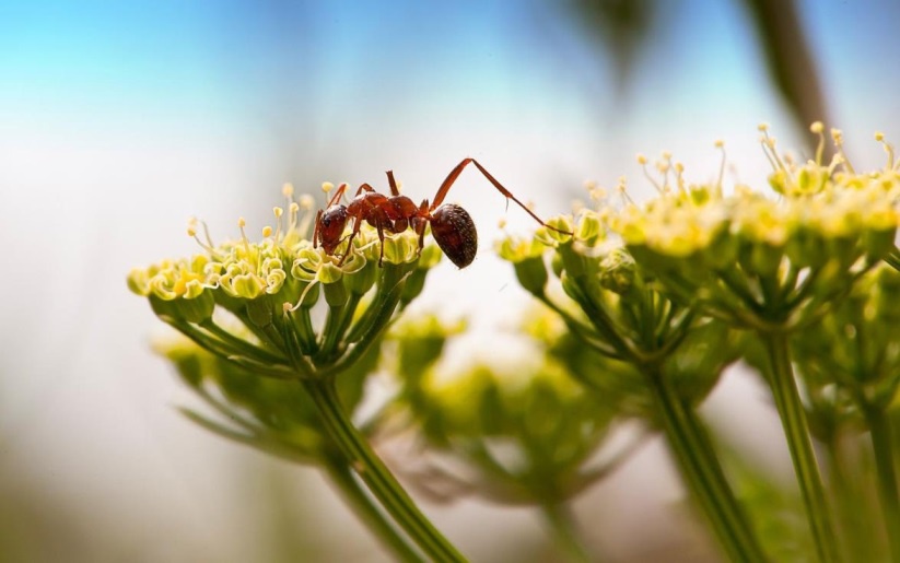 Огород: Как избавиться от муравьев в огороде