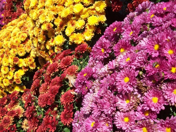 Цветы и клумбы: Схема выращивания клумб непрерывного цветения