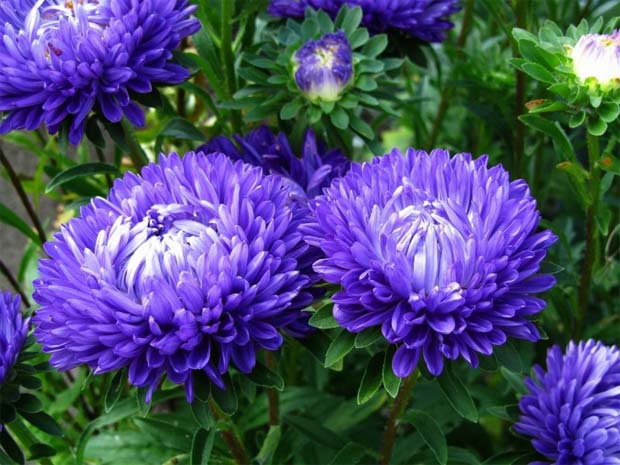 Цветы и клумбы: Многолетний цветок астра (описание и выращивание)