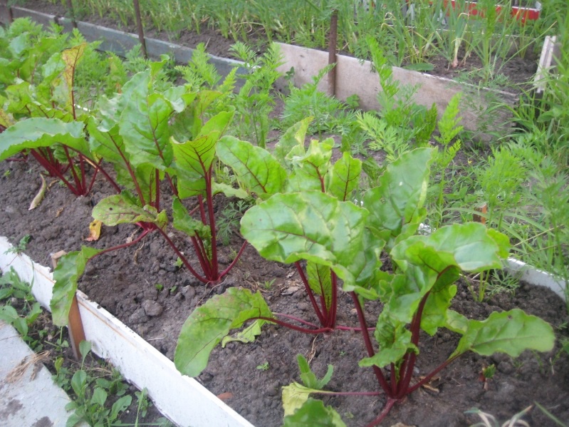 Огород: Посадка и выращивание свеклы на даче