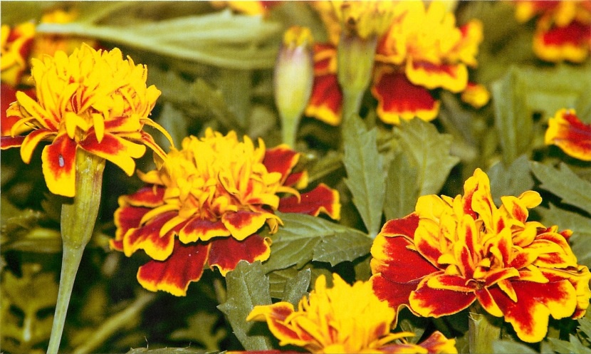 Цветы и клумбы: Цветы бархатцы: лечебные свойства и их использование в народной медицине