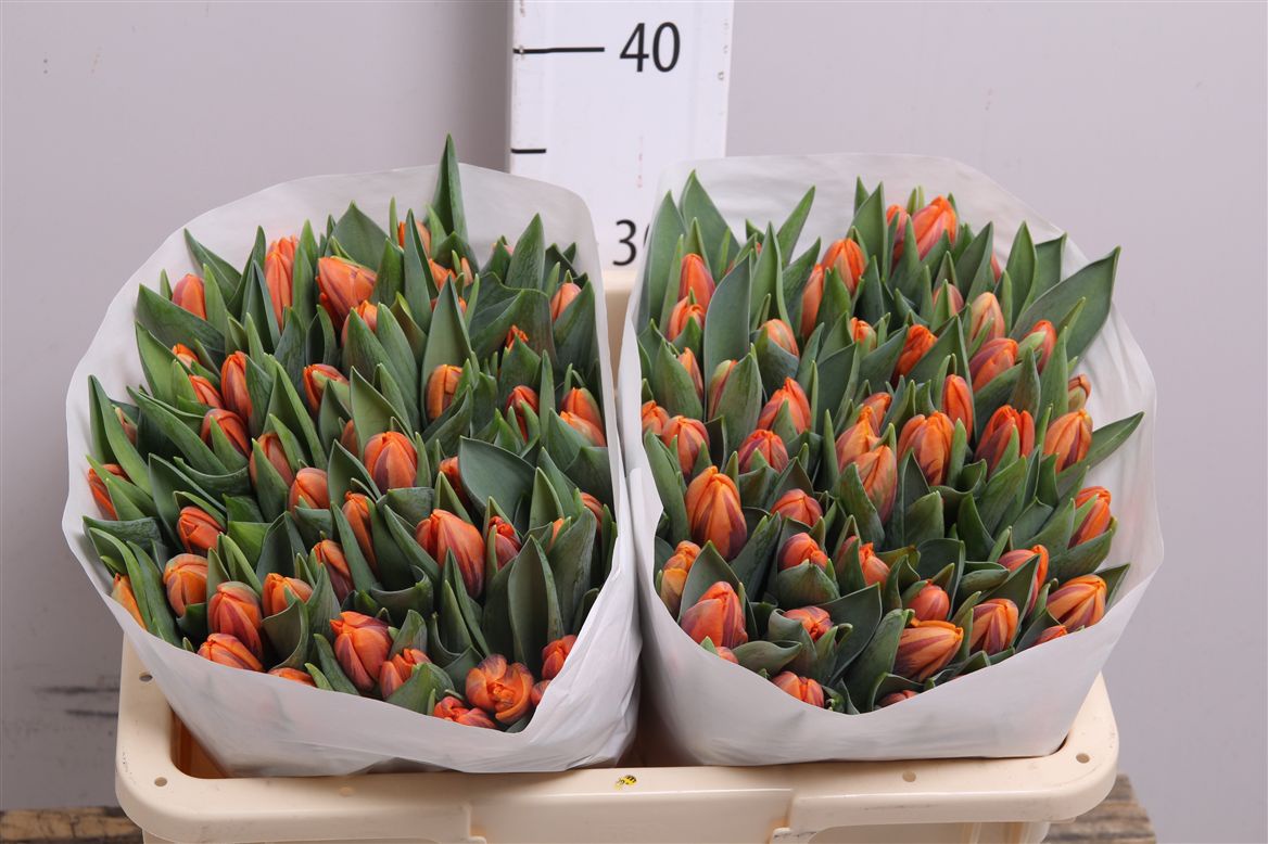 Цветы и клумбы: Сорта тюльпанов: фото и названия