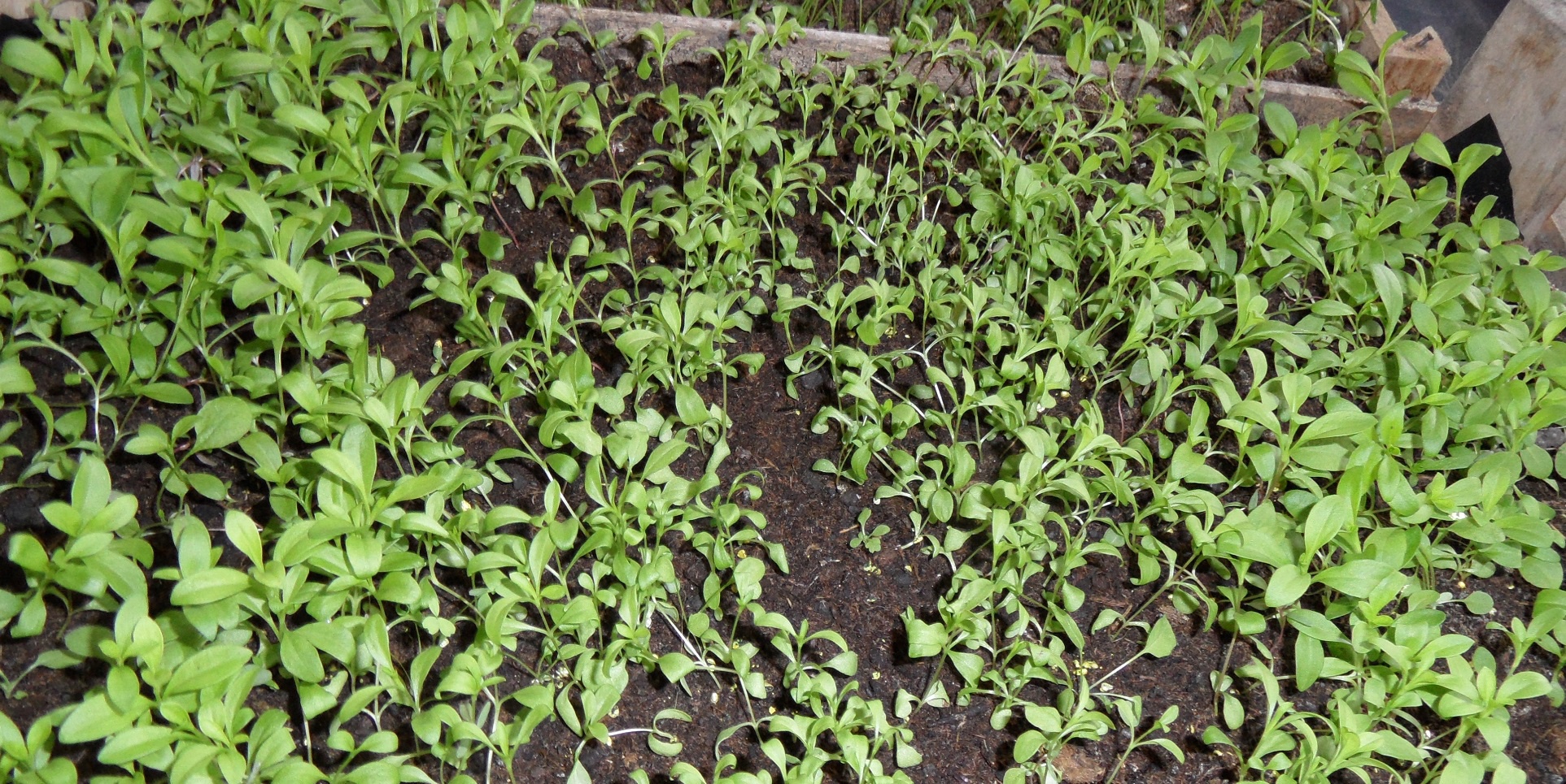 Огород: Корневой сельдерей: выращивание и уход