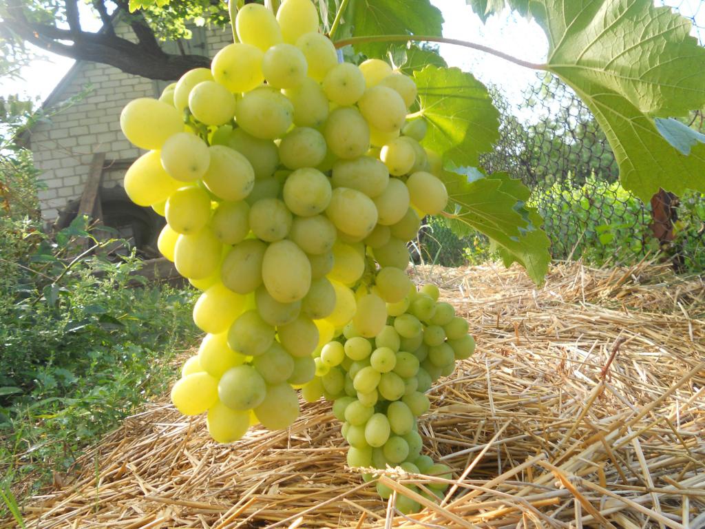 Сад: Сорта винограда