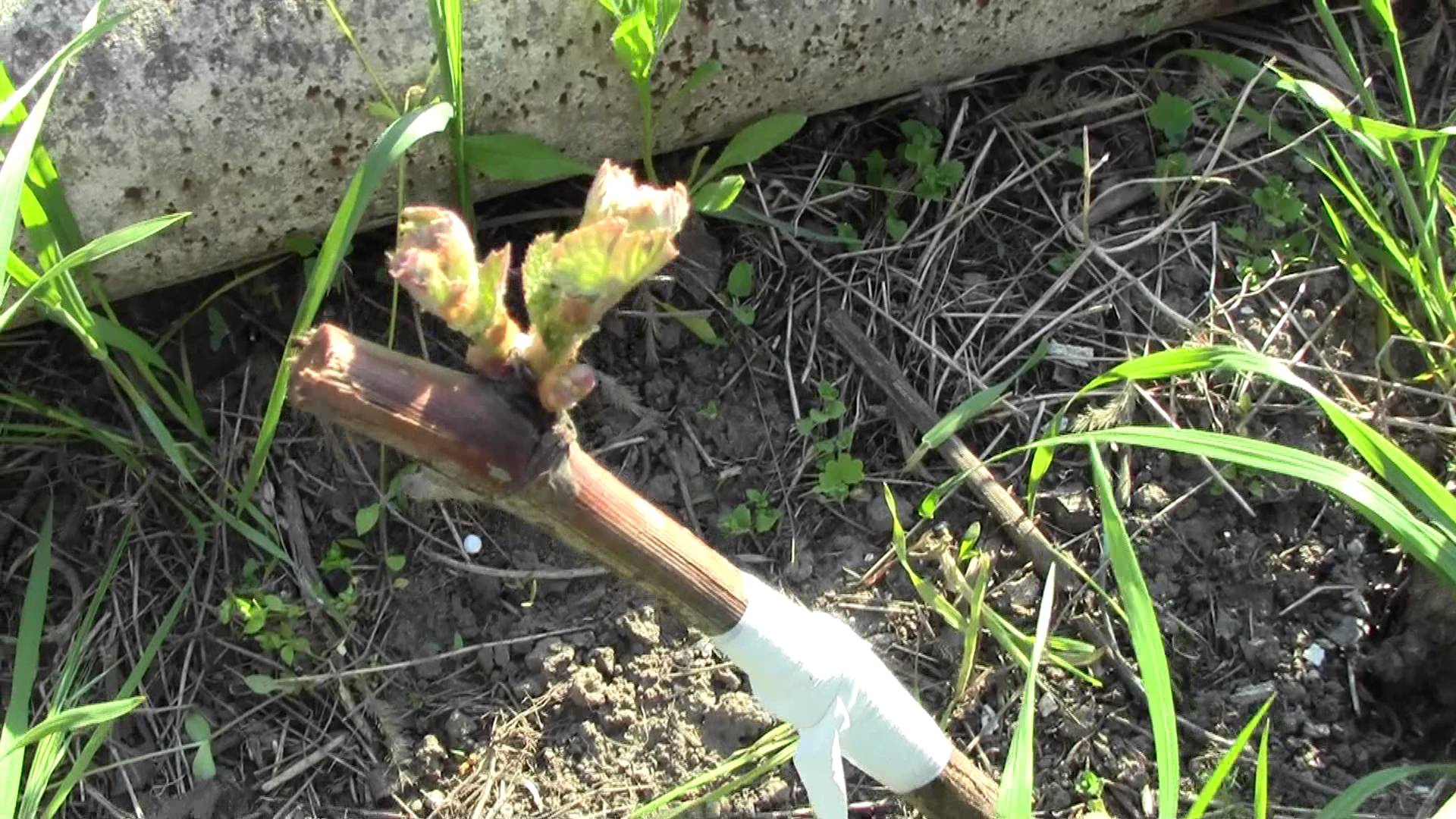 Сад: Прививка винограда - способы и сроки