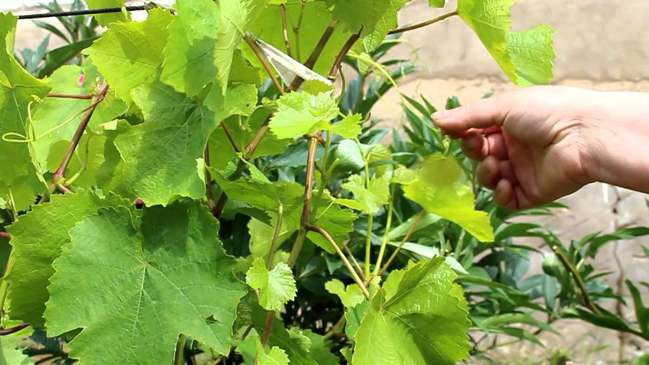 Сад: Выращивание винограда черенками