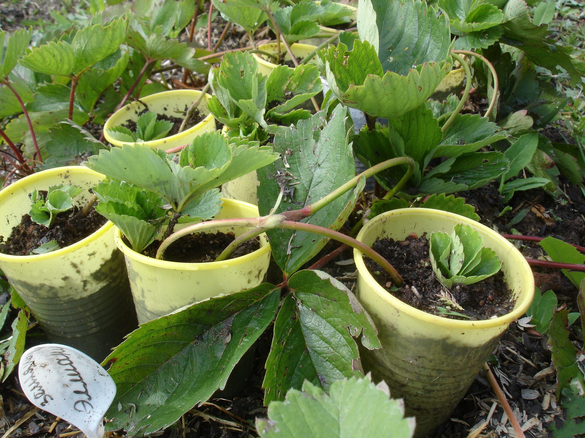 Сад: Технология выращивания клубники в теплице