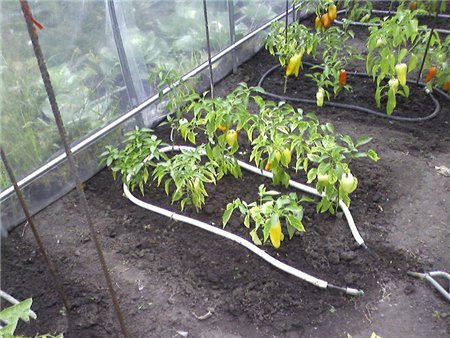 Техника и инструменты для дачи: Капельный полив помидоров в теплице