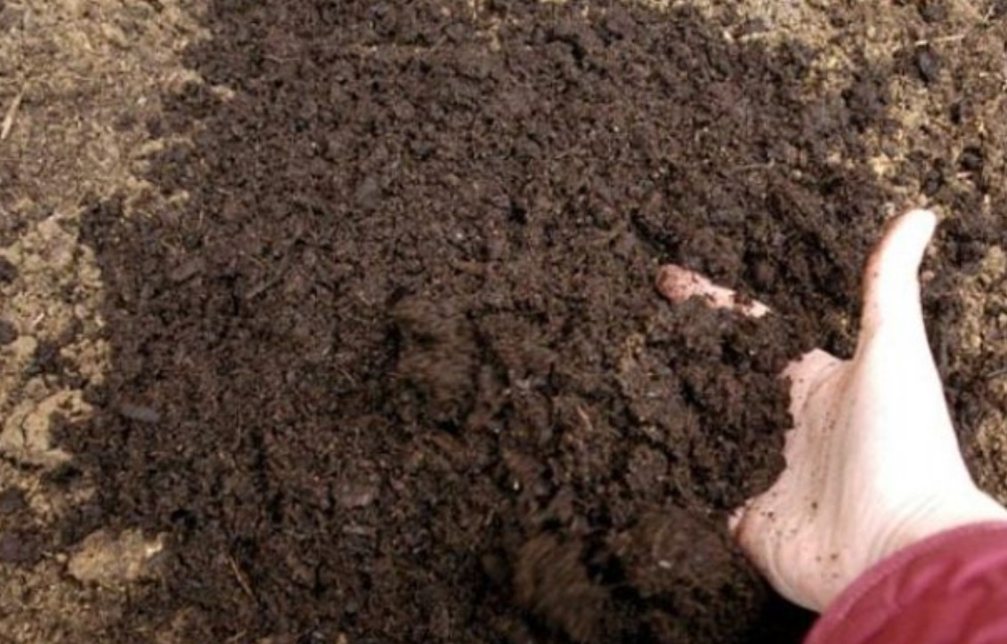 Огород: почва для свеклы