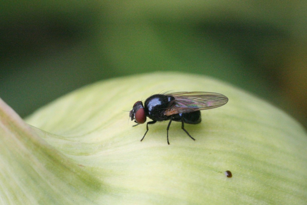 Огород: луковая муха