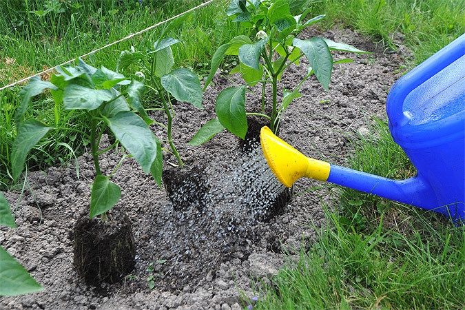 Огород: полив перца