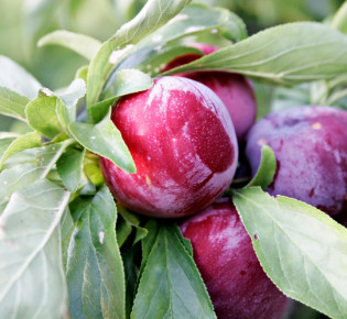 Проблемы со сливой