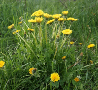 Виды сорняков на газоне, причины появления и способы борьбы с ними