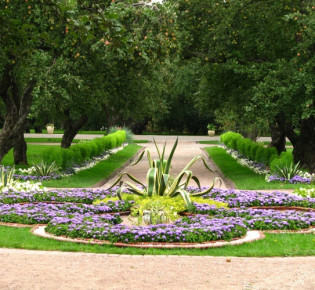 Низкорослые цветы для клумбы: описание и фото