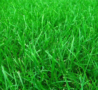 Как сделать газон своими руками на вашей любимой даче