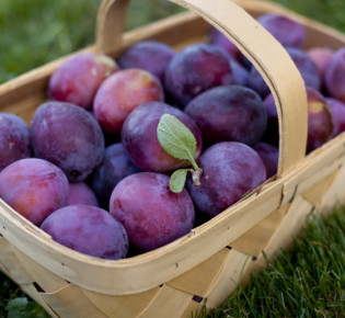 Лучшие сорта сливы
