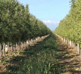 Как и когда посадить сливу