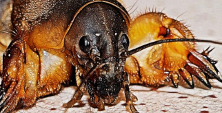 Как вывести медведку с огорода