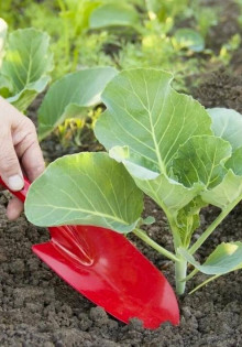 Правила выращивания капусты: как получить богатый урожай