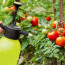 Лучшие варианты подкормки для вашего урожая помидоров