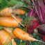 Как вырастить свеклу и морковь вместе