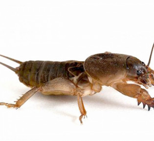 Как ловить медведку