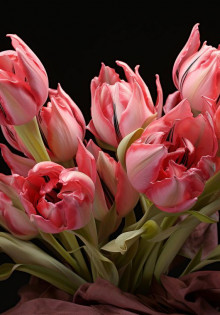 Как сделать красивую срезку тюльпанов: советы и рекомендации
