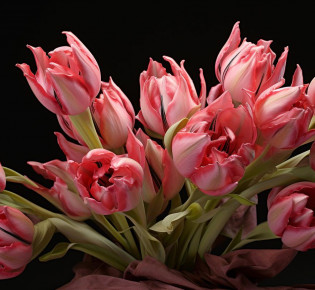 Как сделать красивую срезку тюльпанов: советы и рекомендации