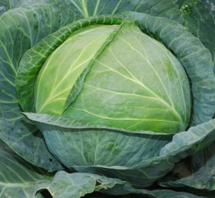 Выращивание капусты в открытом грунте
