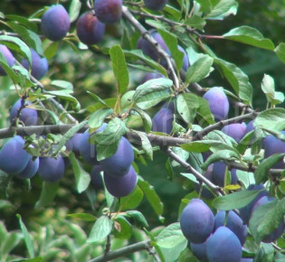 Как омолодить сливу