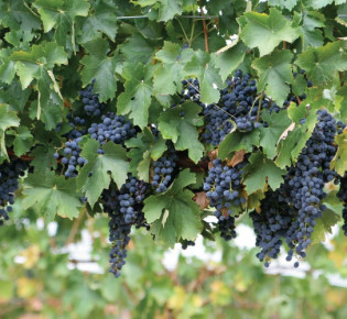 Виноград на даче: выращивание и уход